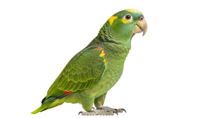 Isolated Yellow-crowned Amazon parrot stands tall, displaying its bright plumage of yellow and green