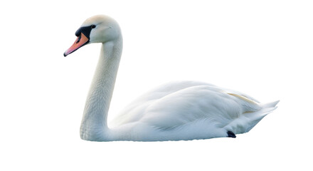 Isolated Mute Swan resting, a graceful and elegant creature, aquatic bird, waterfowl beauty
