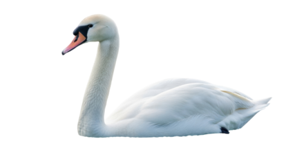 Isolated Mute Swan resting, a graceful and elegant creature, aquatic bird, waterfowl beauty