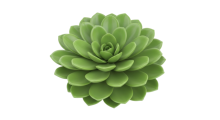 Isolated Green Echeveria Succulent Plant against light background, rosette shape, freshness