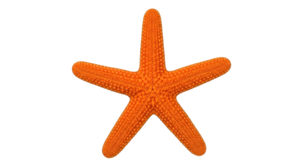 Isolated orange starfish or sea star with rough texture, marine animal, ocean wildlife