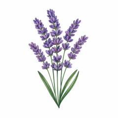 Fototapeta premium Delicate Watercolor Lavender Bouquet 