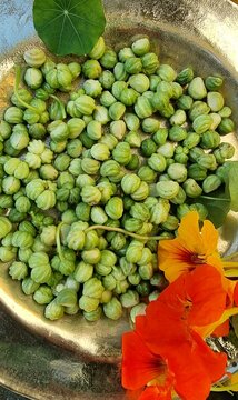 green capers from nasturtiumin a bowl