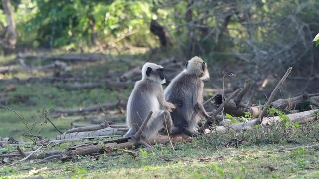 Two Black-footed gray langur or Malabar sacred langur paying in Kabini, Karnataka India - Safari and nature documentary footage