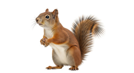 Isolated Eurasian Red Squirrel standing up curious, ready to eat holding nuts in paws