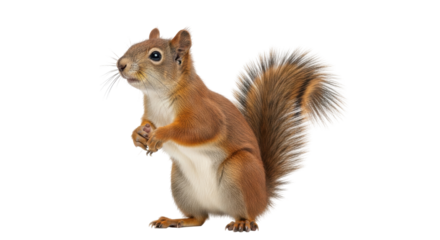 Isolated Eurasian Red Squirrel standing up curious, ready to eat holding nuts in paws