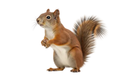 Fototapeten Eichhörnchen Isolated Eurasian Red Squirrel standing up curious, ready to eat holding nuts in paws  © Johanna