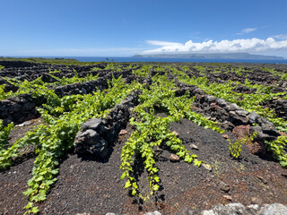 pico, volcan, volcanisme, terre, volcanique, vignes, vinicole, vin, 