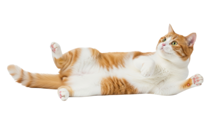 Isolated orange tabby cat lying on its back, looking up with playful expression, animal