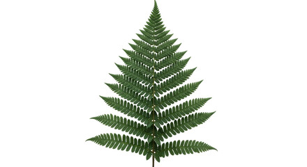 Isolated frond of fern, a single vibrant green leaf symbolizing nature and lush foliage