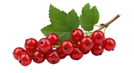 Isolated shiny red currant berries hanging on a twig with green leaves, vitamin source