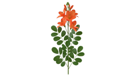 Isolated orange Tecoma capensis flowers and foliage, cape honeysuckle blooms and leaves