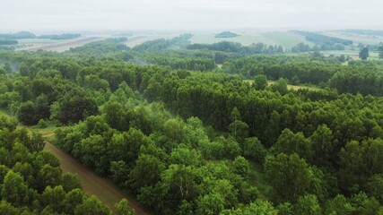 Peaceful Forest Awakens in Misty Morning Haze