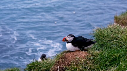A puffin rests peacefully on a grassy cliff edge in Borgarfjordur, Iceland, overlooking the turbulent North Atlantic ocean on a bright summer day.