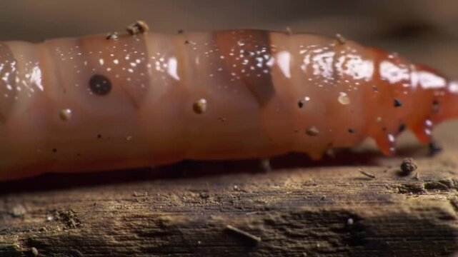 Macro footage of an earthworm crawling on wood, a vital ecosystem component