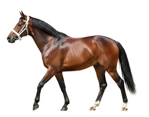 Obraz premium Elegant bay horse walking gracefully, showcasing power and beauty, perfect for equestrian projects, advertising, and design, PNG cutout, transparent background, isolate