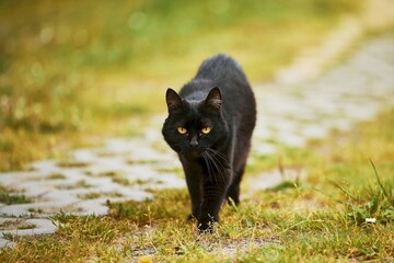 Black cat walking on green lawn with defocused background