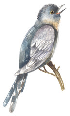 Cuckoos Australian native bird. Watercolor hand drawing painted illustration.