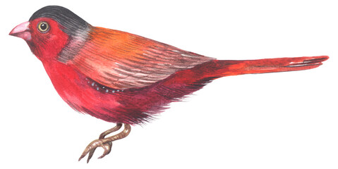 Crimson finch Australian native bird. Watercolor hand drawing painted illustration.