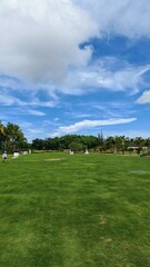 Fototapeta premium Grass