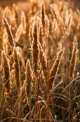 Wild Grass Silhouettes Backlit by a Warm Golden Hour Sunset