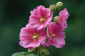 Bright Pink Hollyhocks with Dark Green Blurred Background