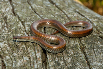 Common Slug Eater (Duberria lutrix) Close-Up on Dead Wood – Non-Venomous Endemic African Reptile