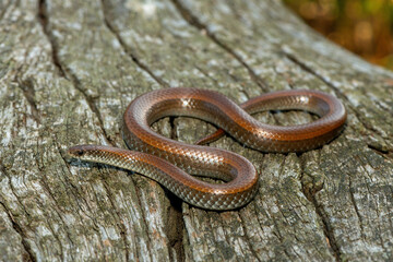 Common Slug Eater (Duberria lutrix) Close-Up on Dead Wood – Non-Venomous Endemic African Reptile