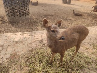 Fototapeta premium deer in the park