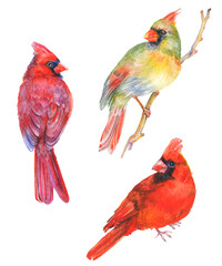 Watercolor bird clipart of a red and gray northern cardinal perched on a branch. Perfect for stickers, greeting cards, posters, and children's designs.