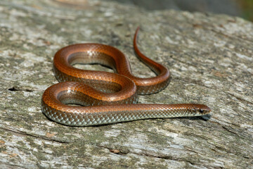 Common Slug Eater (Duberria lutrix) Close-Up on Dead Wood – Non-Venomous Endemic African Reptile