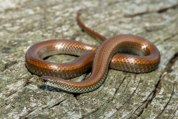Common Slug Eater (Duberria lutrix) Close-Up on Dead Wood – Non-Venomous Endemic African Reptile