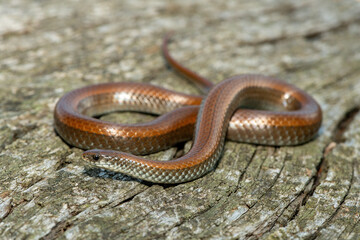 Common Slug Eater (Duberria lutrix) Close-Up on Dead Wood – Non-Venomous Endemic African Reptile