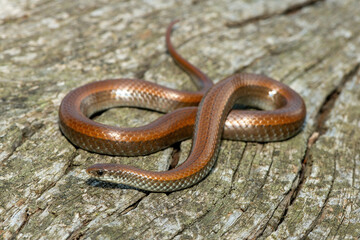 Common Slug Eater (Duberria lutrix) Close-Up on Dead Wood – Non-Venomous Endemic African Reptile
