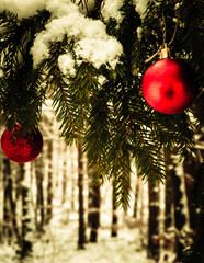 Red christmass balls on spruce tree branch.