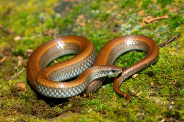 Common Slug Eater (Duberria lutrix) Close-Up on Mossy Ground– Non-Venomous Endemic African Reptile
