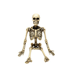 Anatomical Human Skeleton Model Bone Structure on Transparent Background