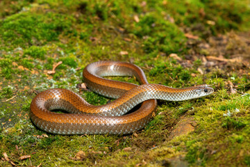 Common Slug Eater (Duberria lutrix) Close-Up on Mossy Ground– Non-Venomous Endemic African Reptile
