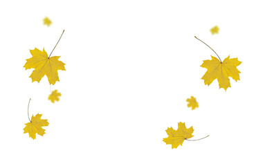 autumn leaf colors isolated for background
