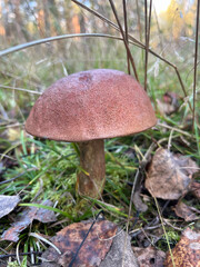 mushroom in the forest