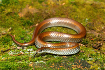 Common Slug Eater (Duberria lutrix) Close-Up on Mossy Ground– Non-Venomous Endemic African Reptile