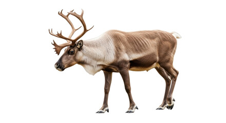 Isolated reindeer standing looking left, beautiful forest animal with antlers on head