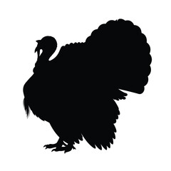 Silhouette of a majestic turkey with fanned tail feathers isolated on white background