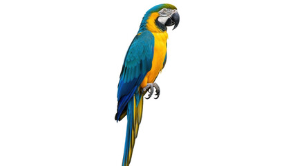 Isolated Blue-and-Yellow Macaw, a colorful exotic parrot native to South America rainforests