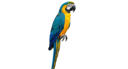 Isolated Blue-and-Yellow Macaw, a colorful exotic parrot native to South America rainforests