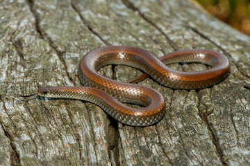 Common Slug Eater (Duberria lutrix) Close-Up on Dead Wood – Non-Venomous Endemic African Reptile