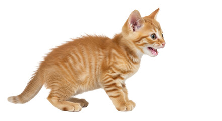 Isolated orange tabby kitten calling out with open mouth, looking cute and adorable