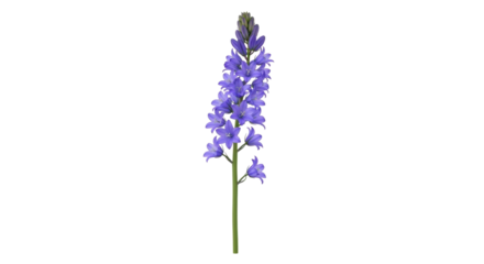 Isolated Bluebell wildflower blooms on a single stem showing vibrant colors, beauty, and growth