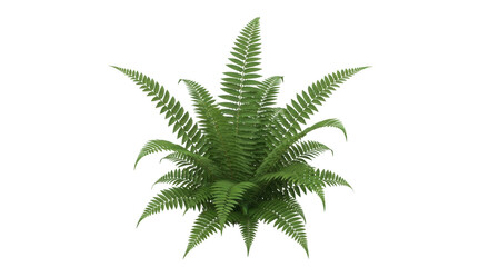 Isolated fern plant for decorative greenery, natural botanical garden frond foliage decor © Agata