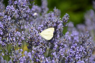Dynamic White Butterfly in Flight Over a Purple Lavender Bush with Green Bokeh Background.